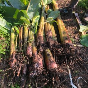 Bananeira (raiz nua) / Banana pups