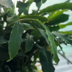 Cardamomo / Cardamom