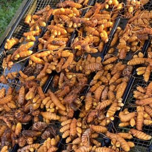 Curcuma Longa / Turmeric