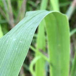 Erva Príncipe / Lemongrass